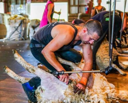 Can-Am supports Oxfordshire farmer in attempt at nine-hour British lamb shearing record