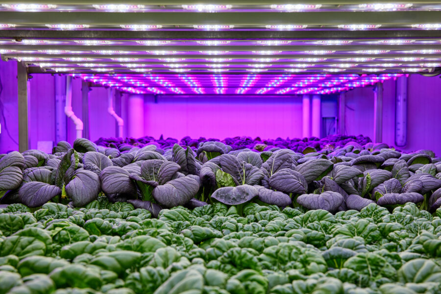 Eurofins launches new vertical farming analysis