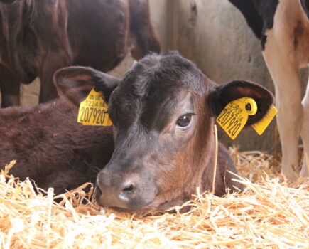 New livestock ear tags set to lower cost of data capture