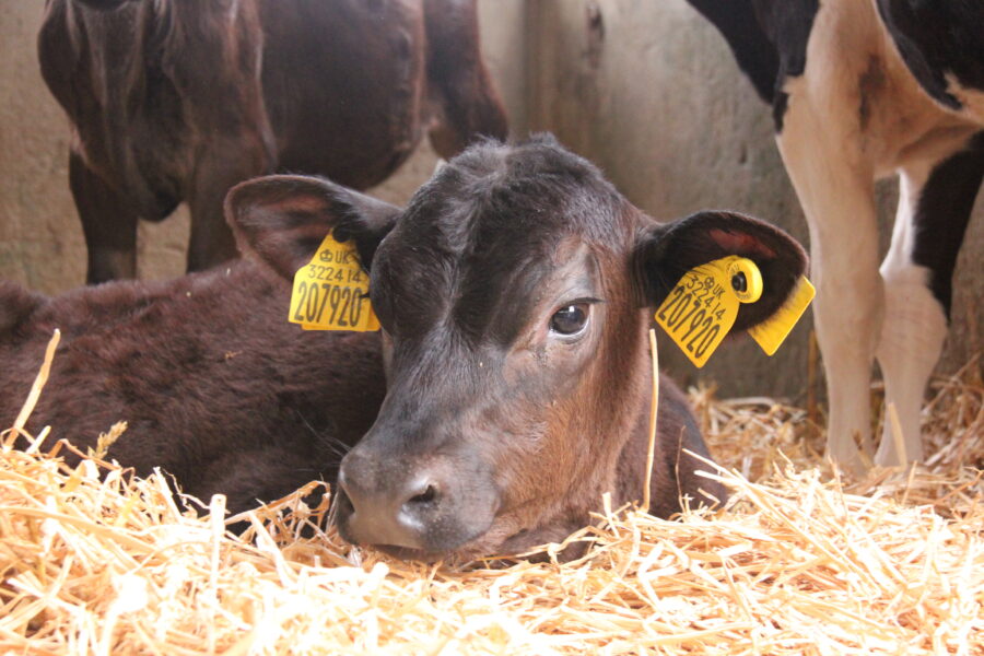 New livestock ear tags set to lower cost of data capture